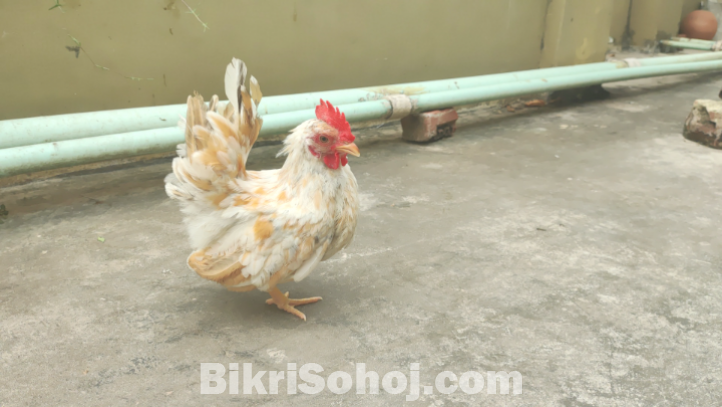 এক পিস মালেশিয়ান শর্ট সেরেমা মেল বিক্রি হবে